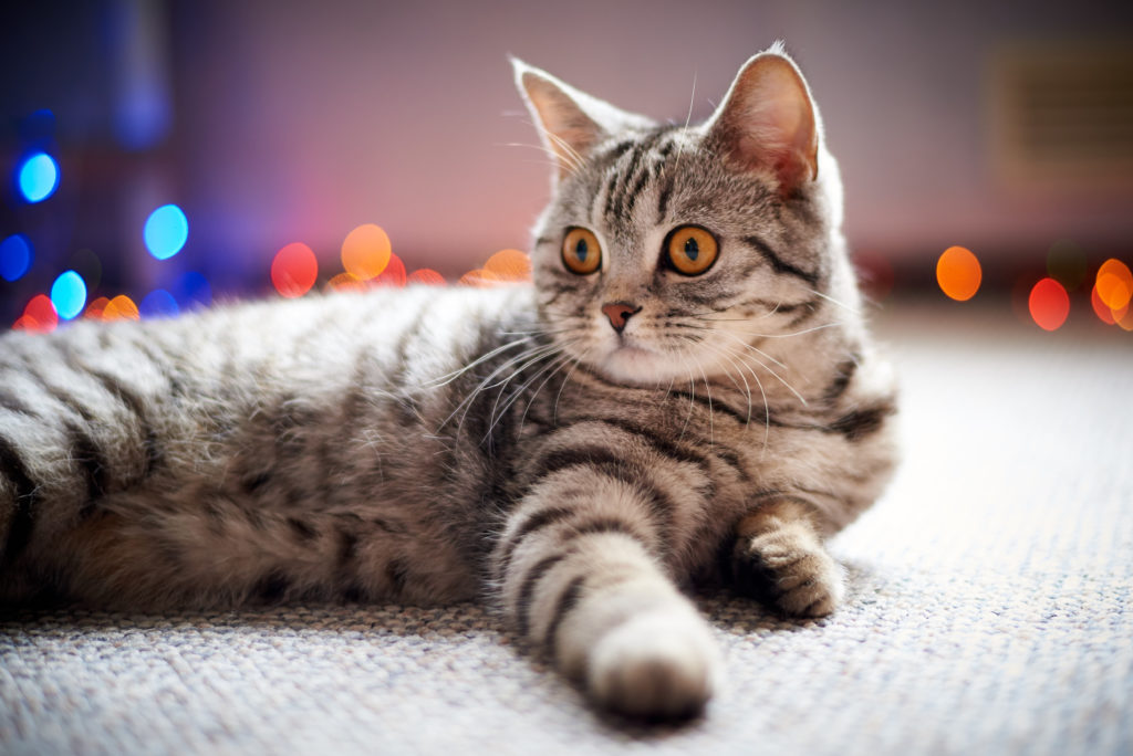 Cat on carpet